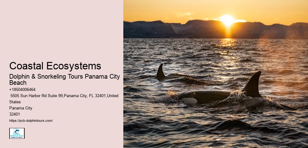 Best Time Of Year And Day To See Dolphins In Destin Florida