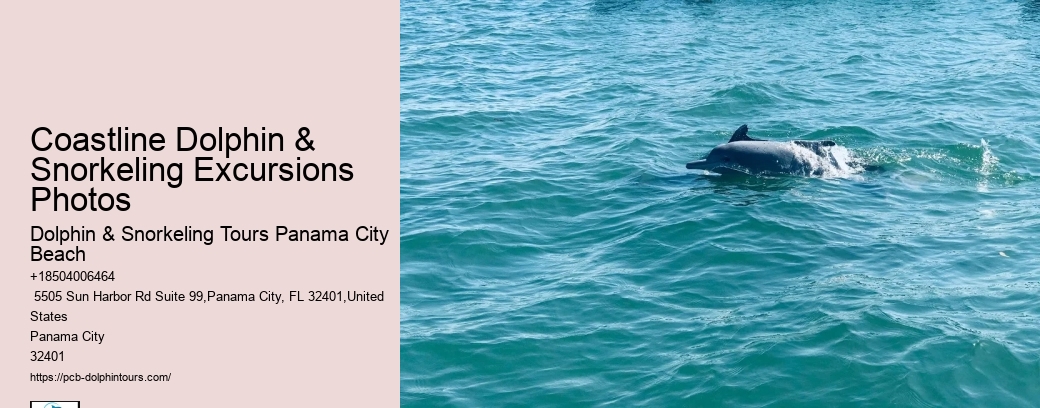 Best Dolphin & Snorkeling Tours In Panama City Beach