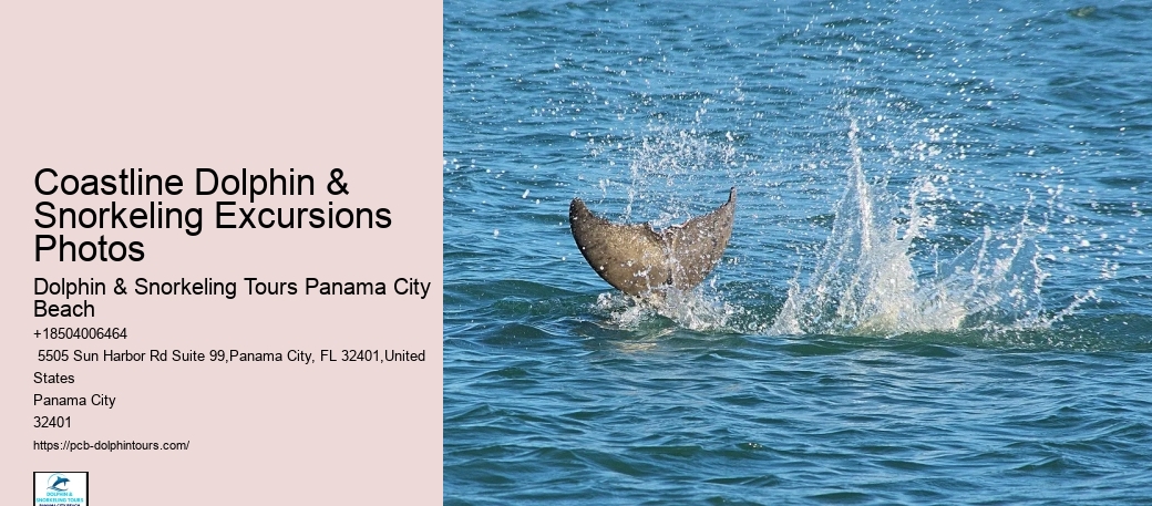 Dolphin And Snorkel Tours
