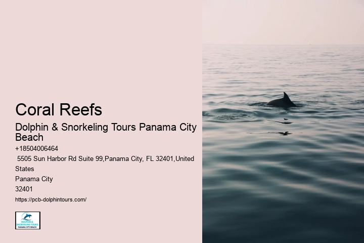 Snorkeling Dolphin Watching Tour