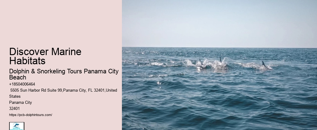 5 Helpful Tips For Snorkeling In Panama City Beach