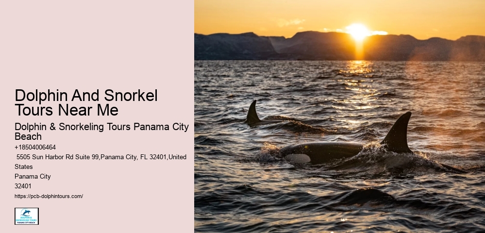 Dolphin Excursions Snorkel Adventure