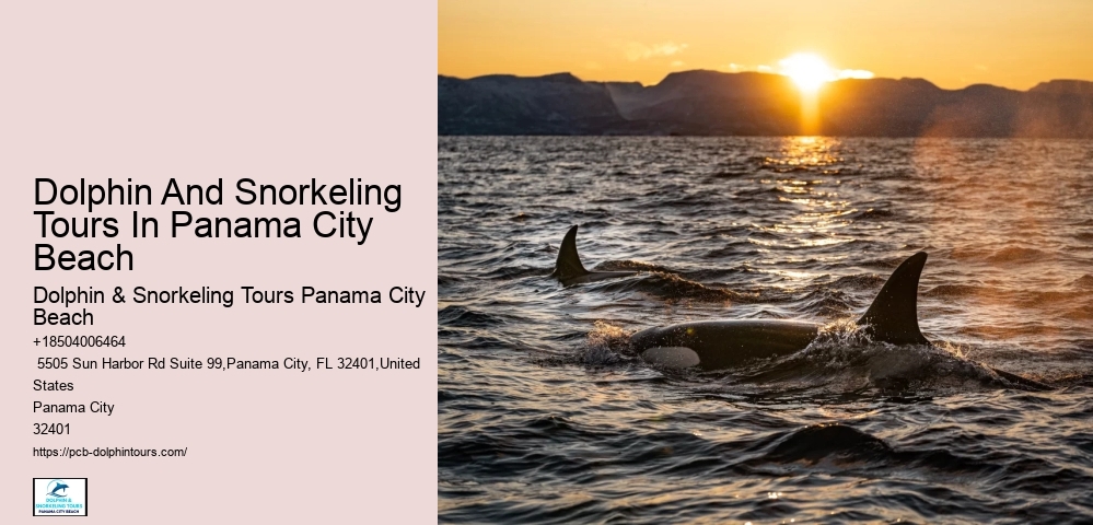 Best Time Of Year And Day To See Dolphins In Destin Florida