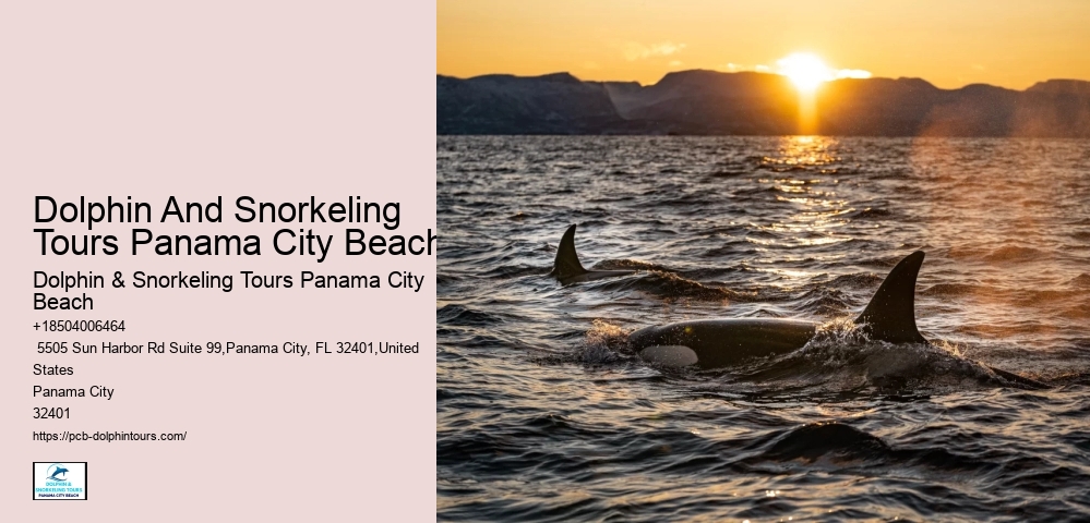 Snorkeling And Swimming With Dolphins In Panama City Beach