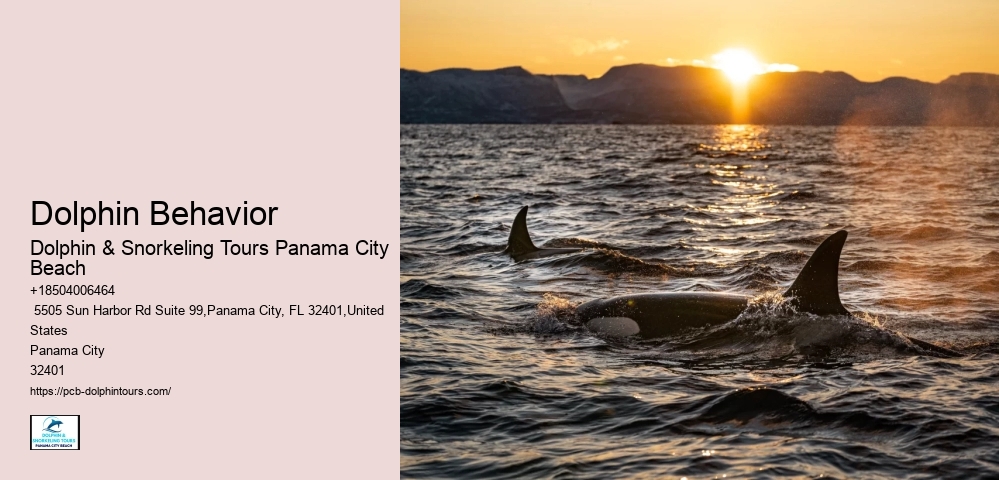 Dolphin Excursions Snorkel Adventure