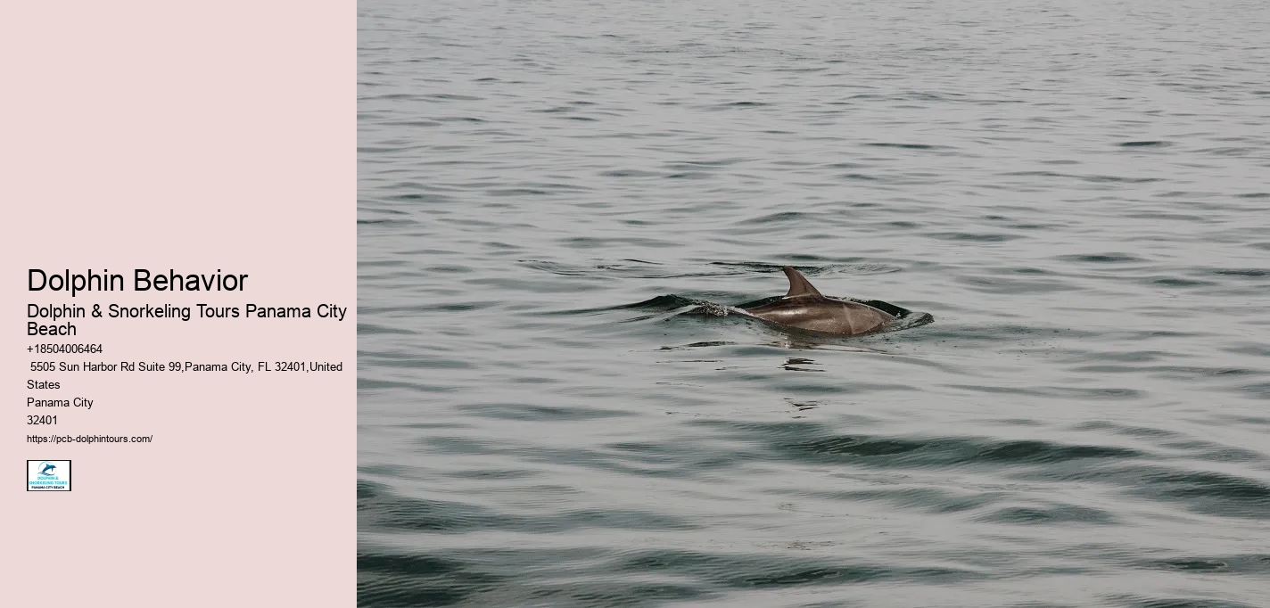 Dolphin Behavior