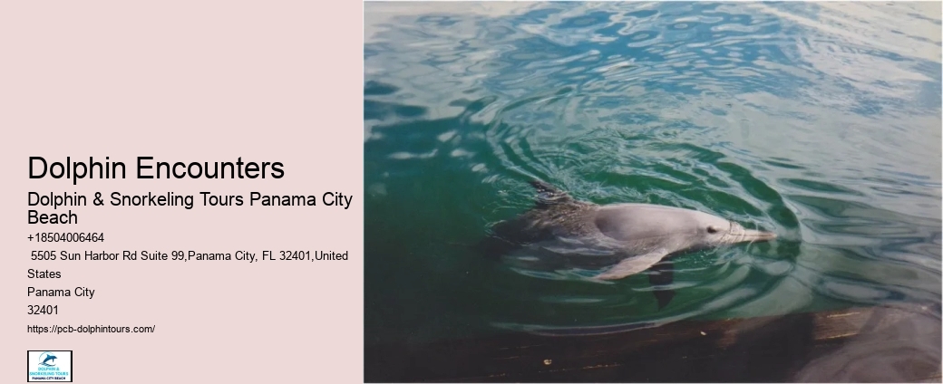 Where Are You Most Likely To See Dolphins In Florida
