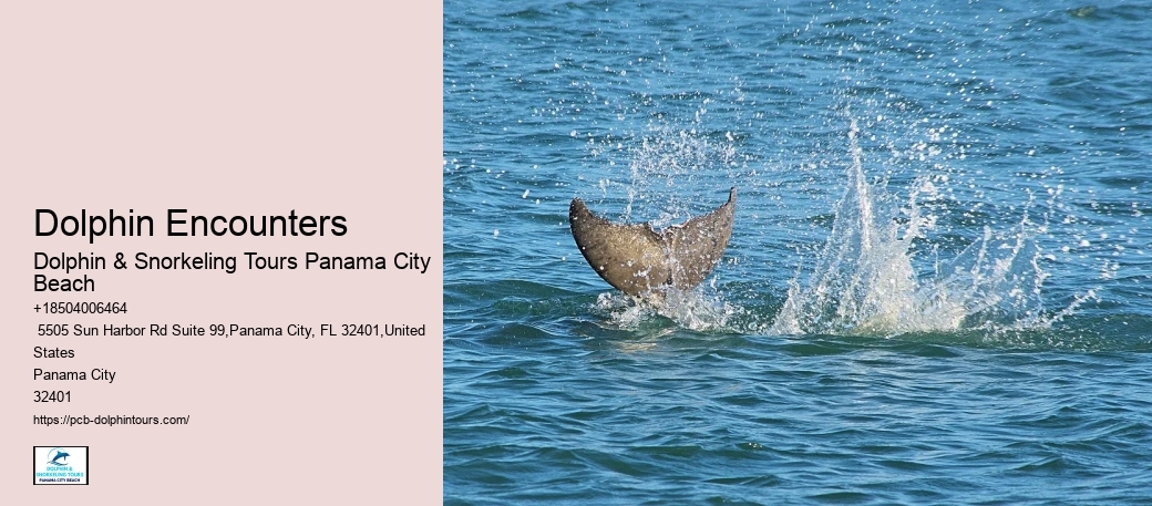 Dolphin Encounters