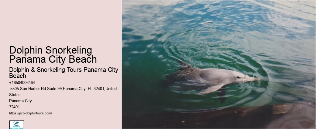 Panama City Beach Dolphin And Snorkel Tours