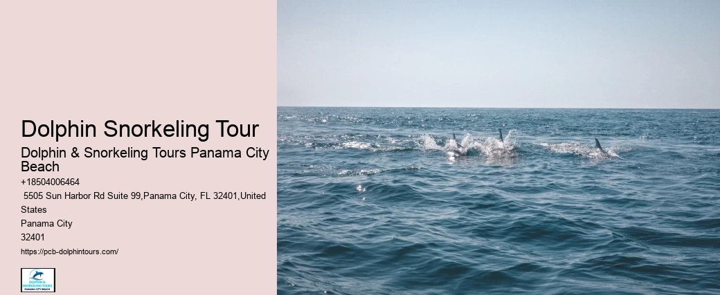 Salty Fins Dolphin And Snorkeling Tours Panama City Beach Reviews