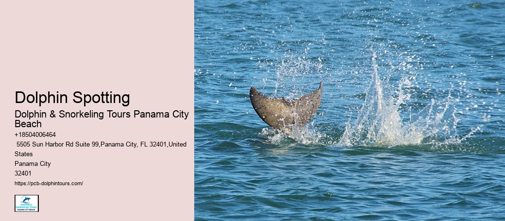 Dolphin Spotting