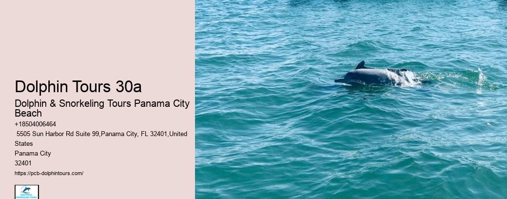 Do Dolphins Like Swimming With Humans