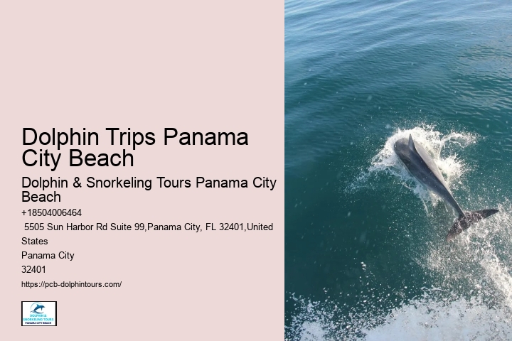 What Are The Risks Of Hugging Dolphins In The Wild