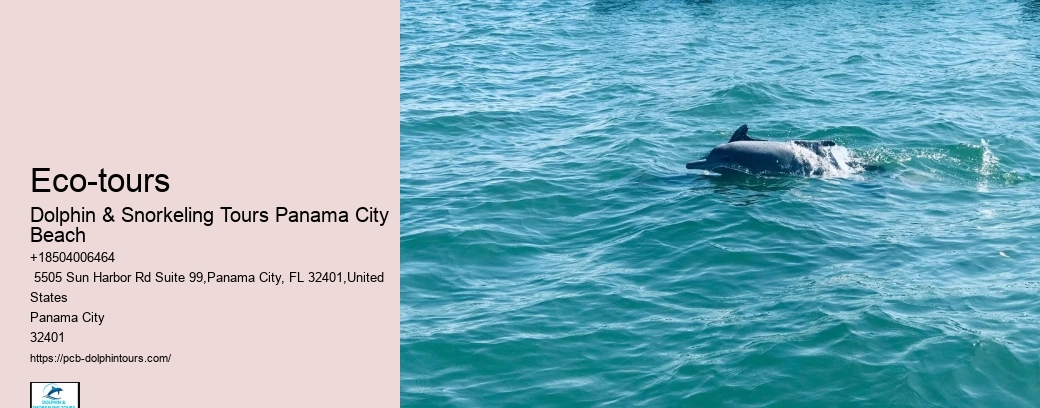 Dolphin Excursions Panama City Beach