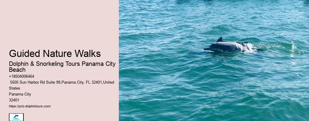 What Time Of Year Are Dolphins In Florida