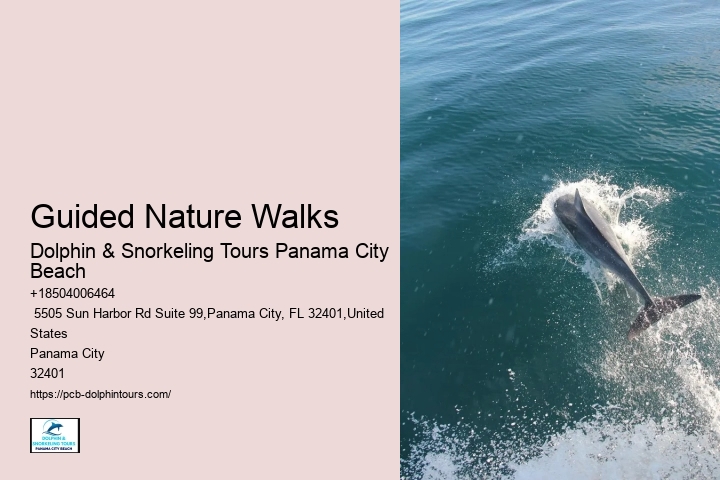 Dolphin Tours Adventures