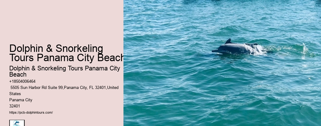 3 Hour Shell Island Dolphin And Snorkeling Tour