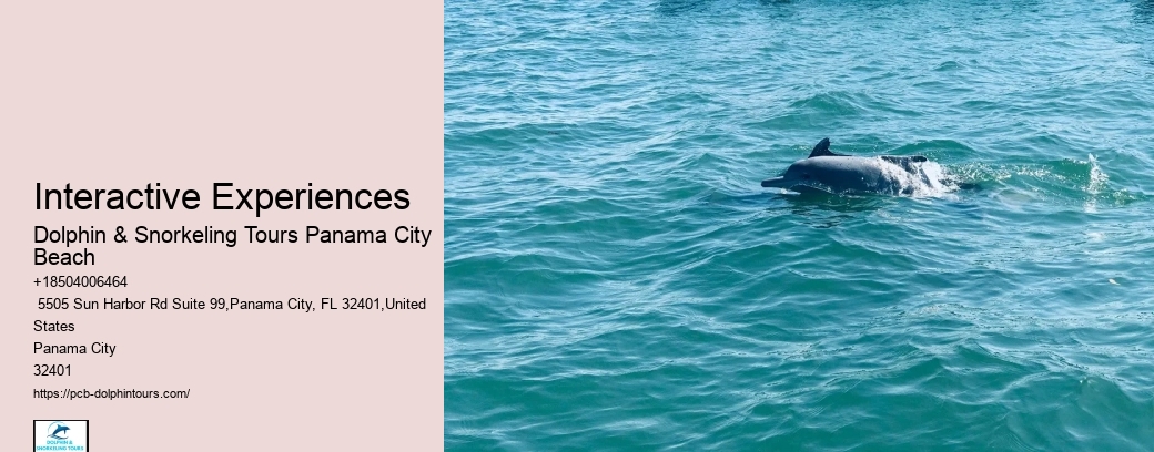 Shell Island Snorkeling & Dolphin Tours
