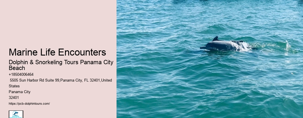 How Do You Spot Dolphins On The Beach