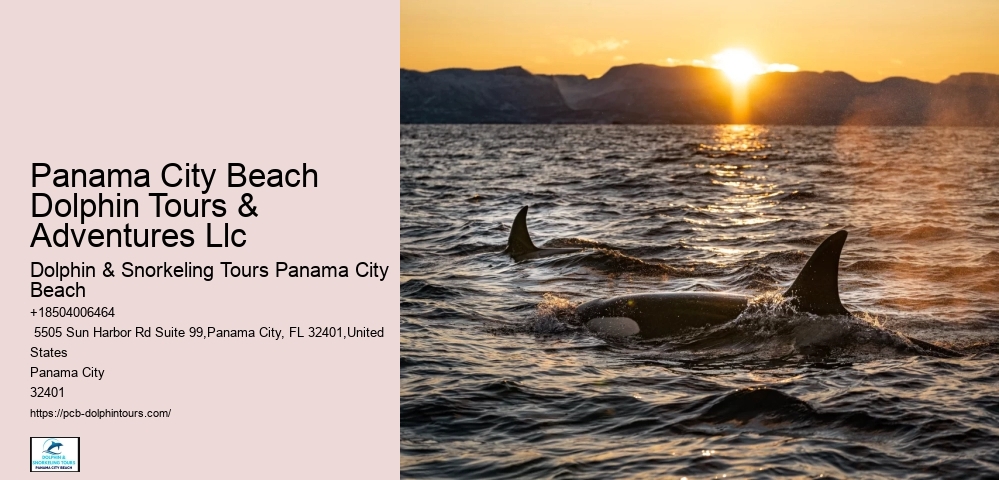 What Time Of Year Are Dolphins At Panama City Beach