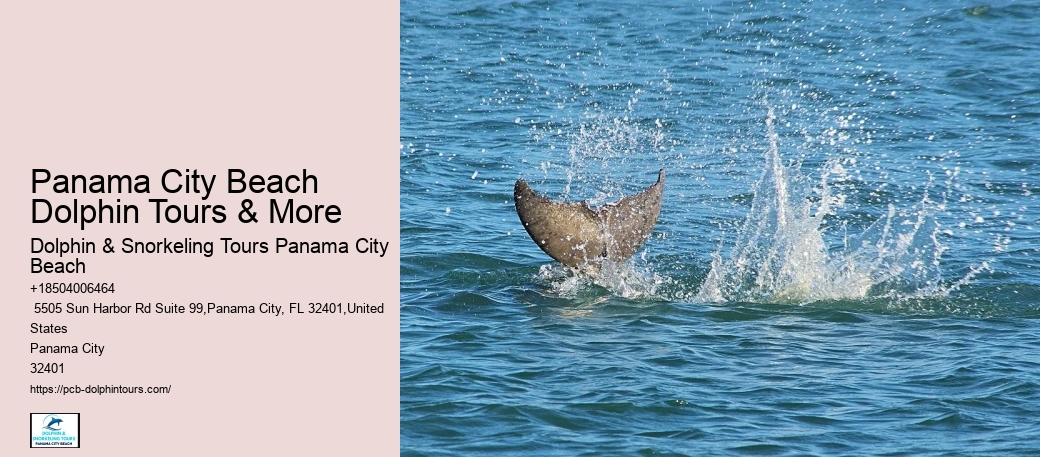 13 Best Places To See Dolphins In The Wild