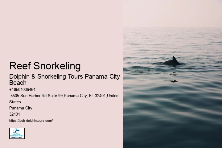 Panama City Beach Dolphin And Snorkel Tours