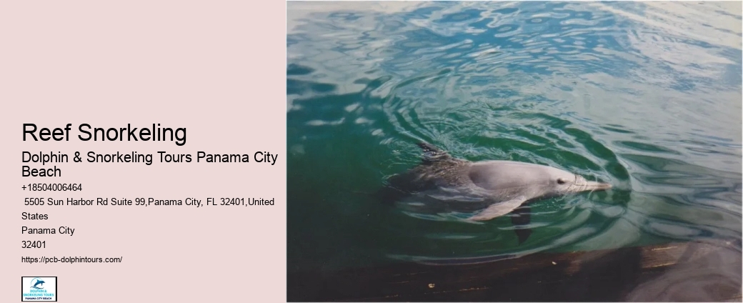 Panama City Beach Snorkeling Tours