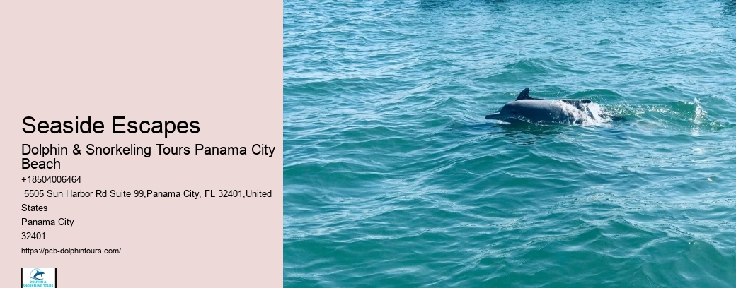 Dolphin And Snorkeling Tours Panama City Beach