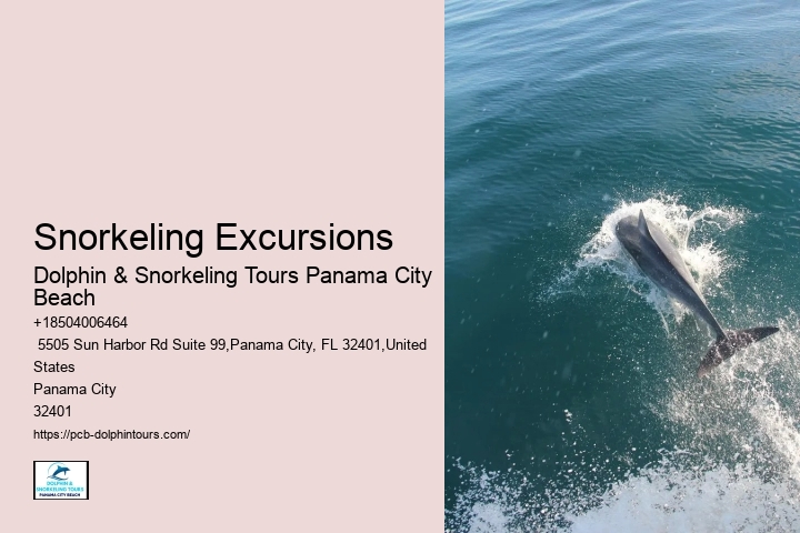 Play And Swim With A Dolphin In Panama City Beach