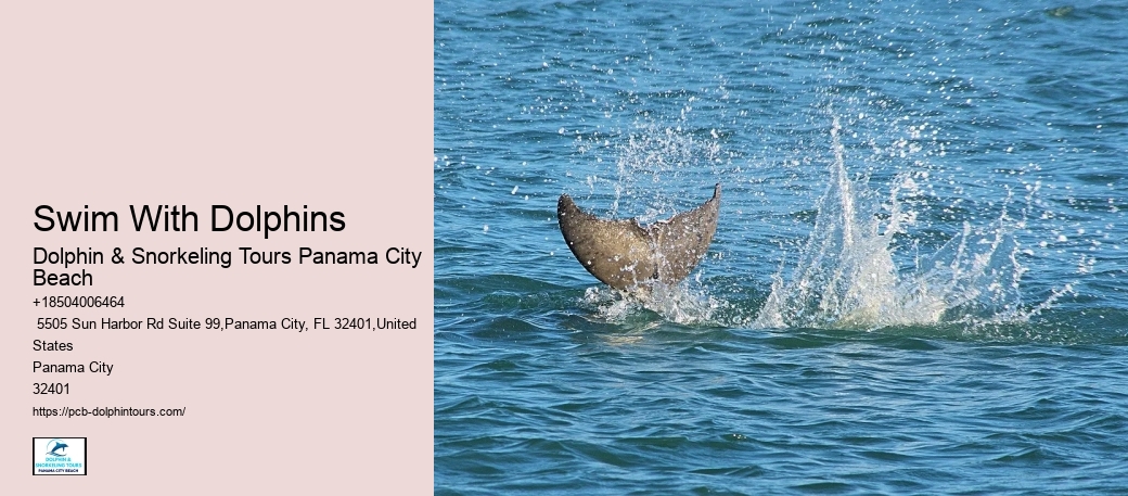 Dolphin Encounters