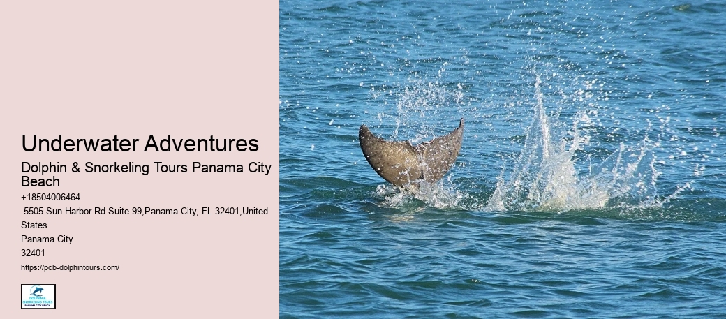 Is It Safe To Swim With Dolphins