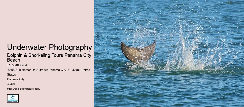 FLipper