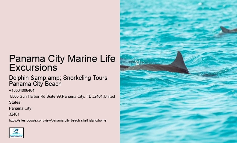  Swimming With Dolphins
