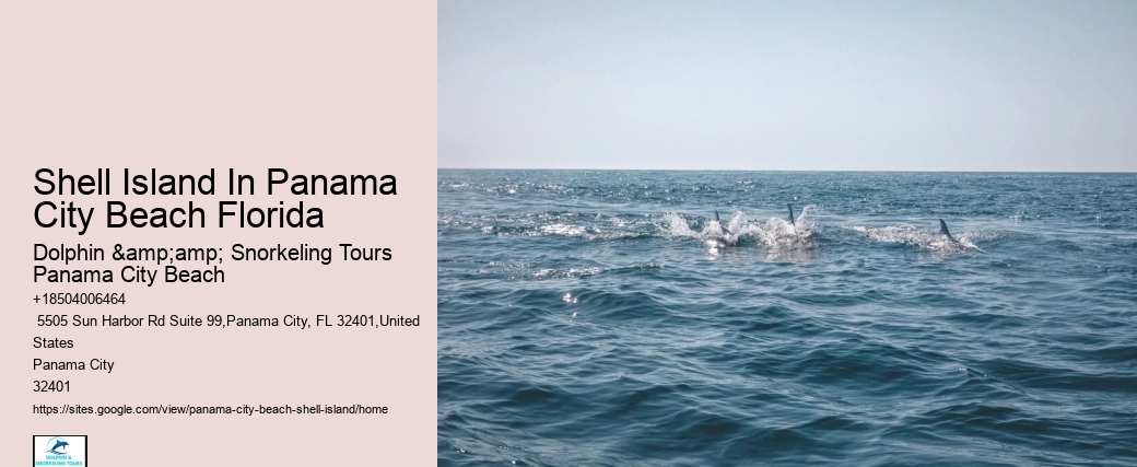  Play And Swim With A Dolphin In Panama City Beach