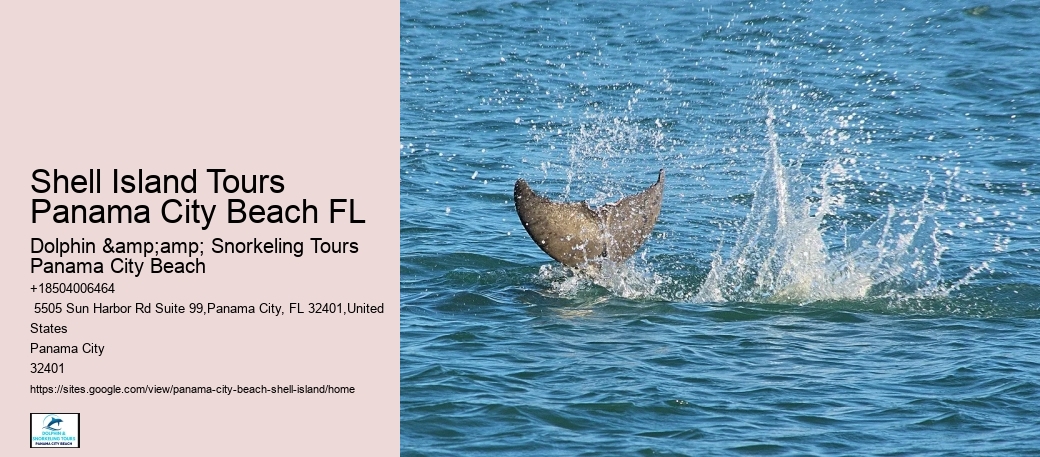  What's A Queen Conch? Why Can You Go To Jail In Florida For Taking One