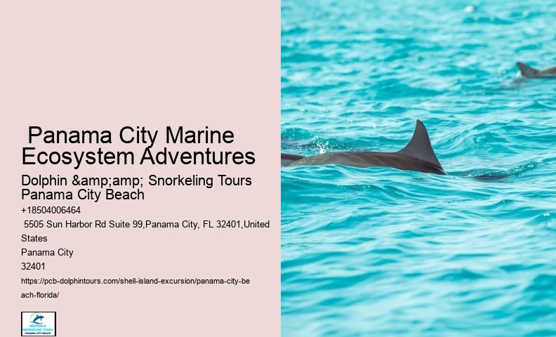  Swim With A Dolphin In Panama City Beach Florida