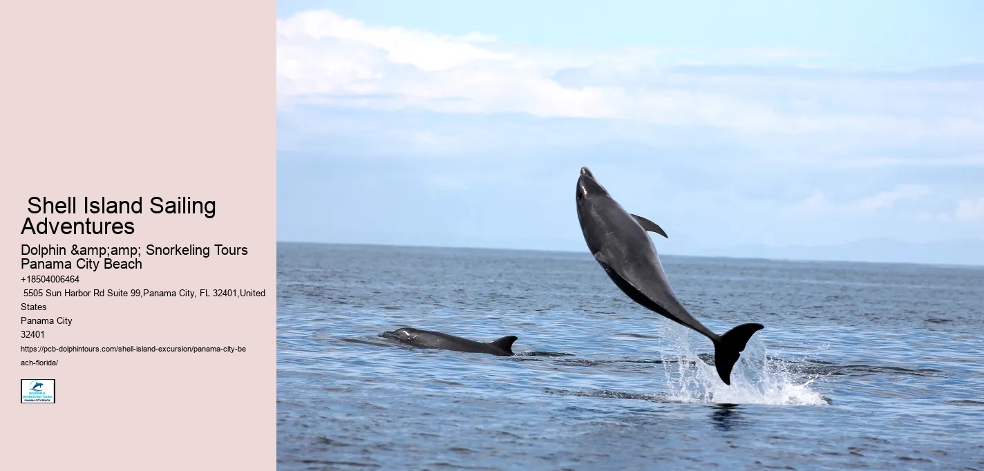  Shell Island Dolphin