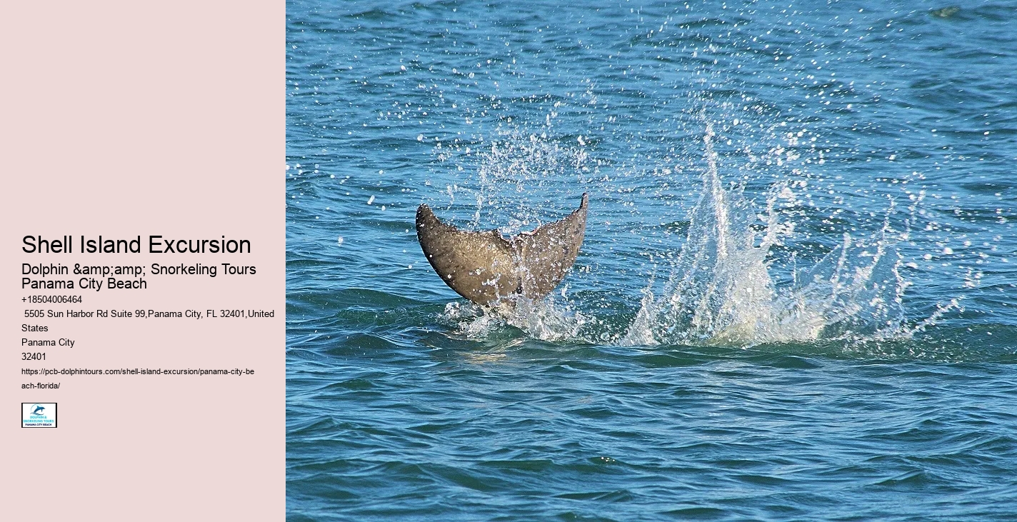  Play And Swim With A Dolphin In Panama City Beach