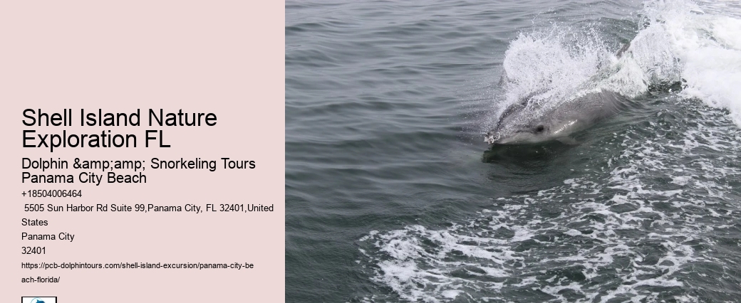  Swimming With Dolphins