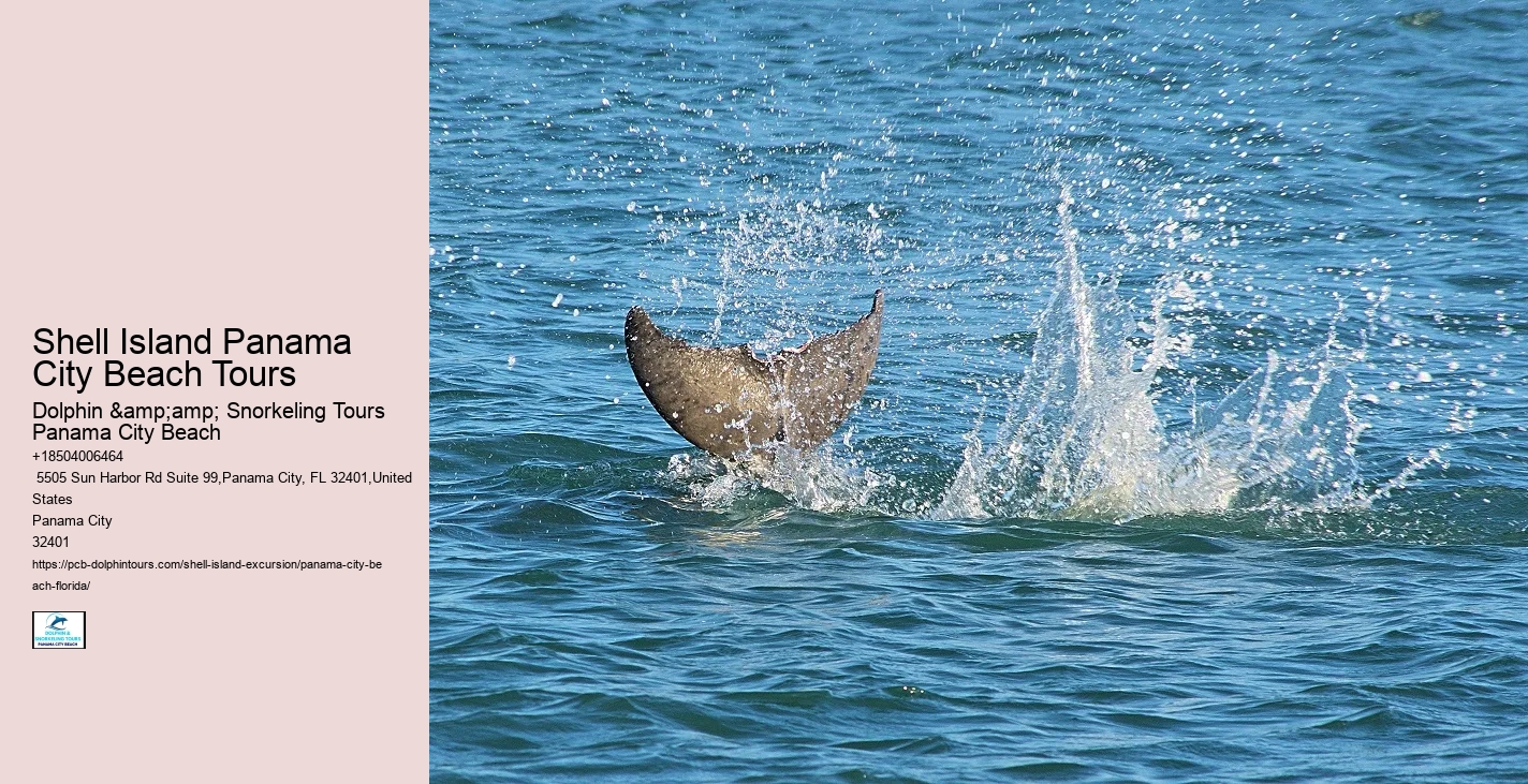  Swim With A Dolphin In Panama City Beach Florida