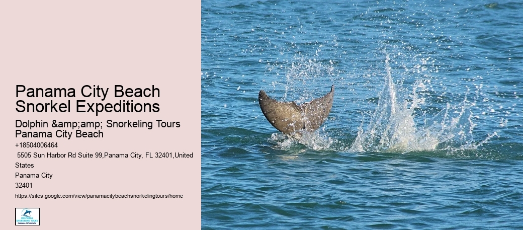 Panama City Beach Snorkeling Tours Vittles