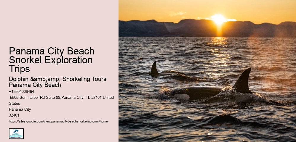 Panama City Beach Dolphin
