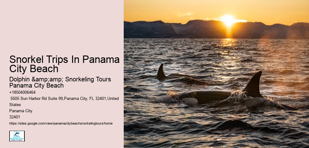 Panama City Beach Snorkeling Tours Dana Point