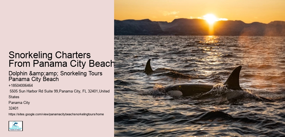 Panama City Beach Snorkeling Tours Dolphin