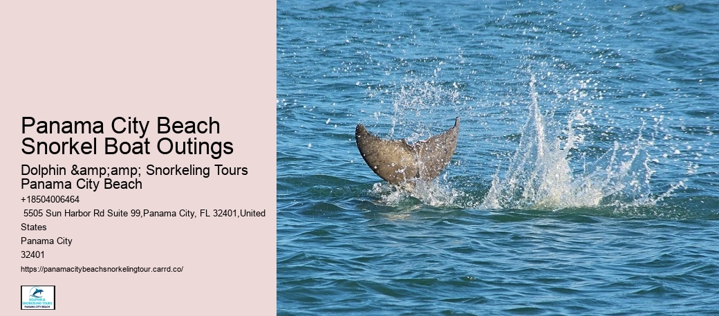 Pcb Snorkeling Spotting Tours
