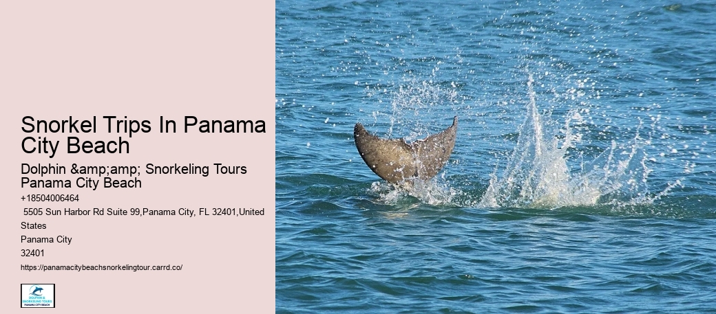 Panama City Beach Snorkeling Tours Dana Point