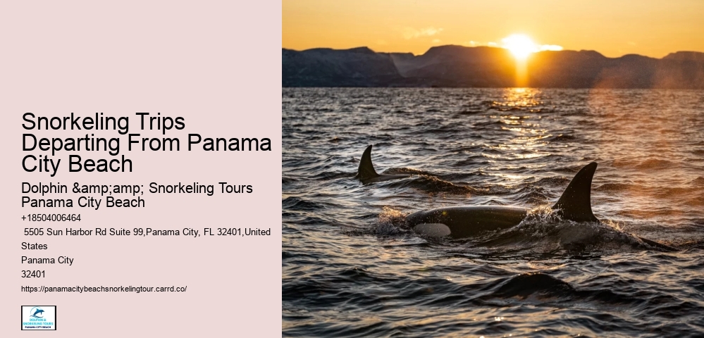 Dolphin Watching