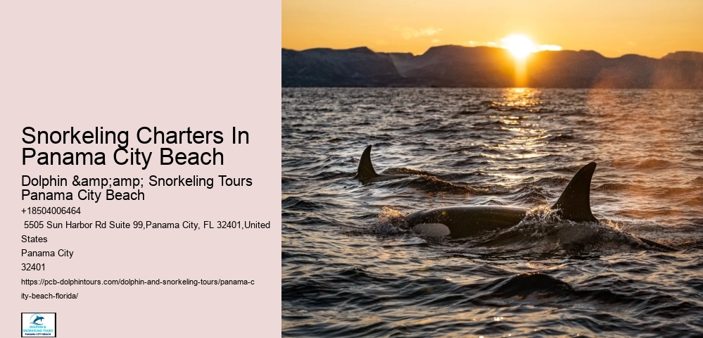 Whale Watching