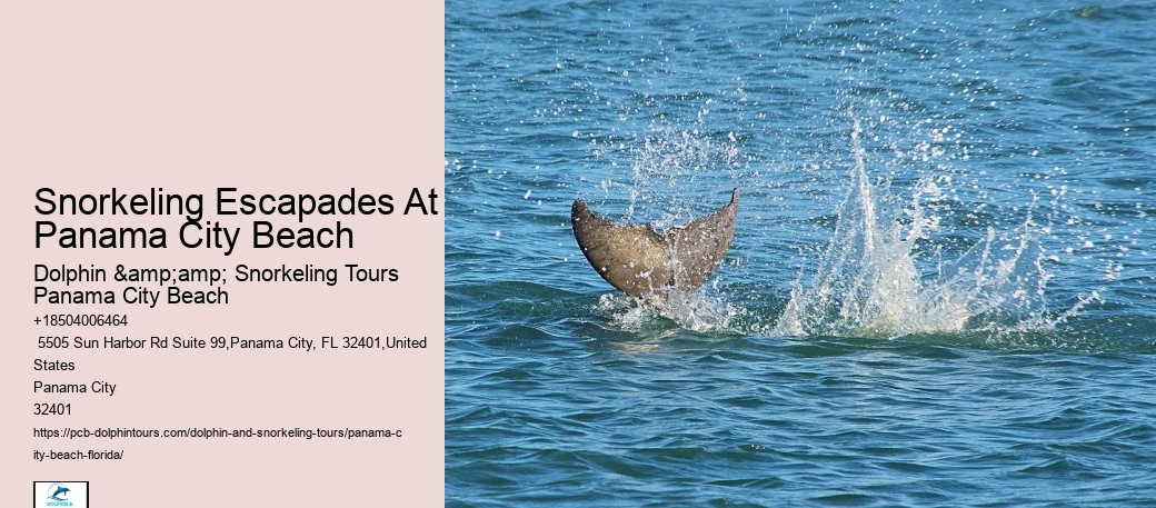 What Is The Best Time Of Day For Snorkeling Tours In Panama City Beach
